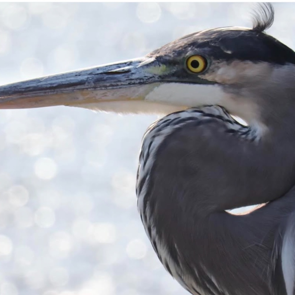 Meet your Posher, Zaneta